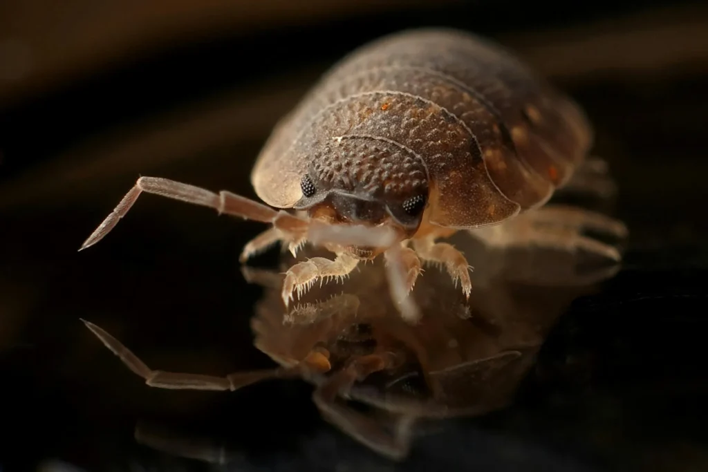 Bed-Bug-Treatment - Adelanto Best Pest Pros | Adelanto, CA | 442-228-1195